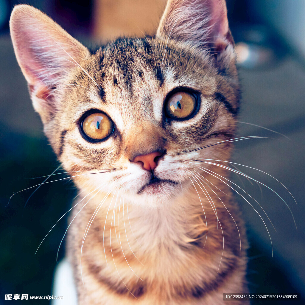 小猫