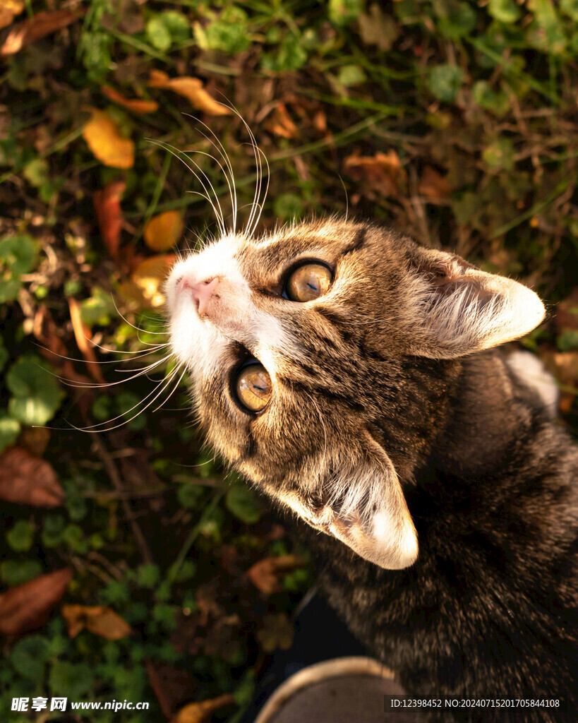 小猫