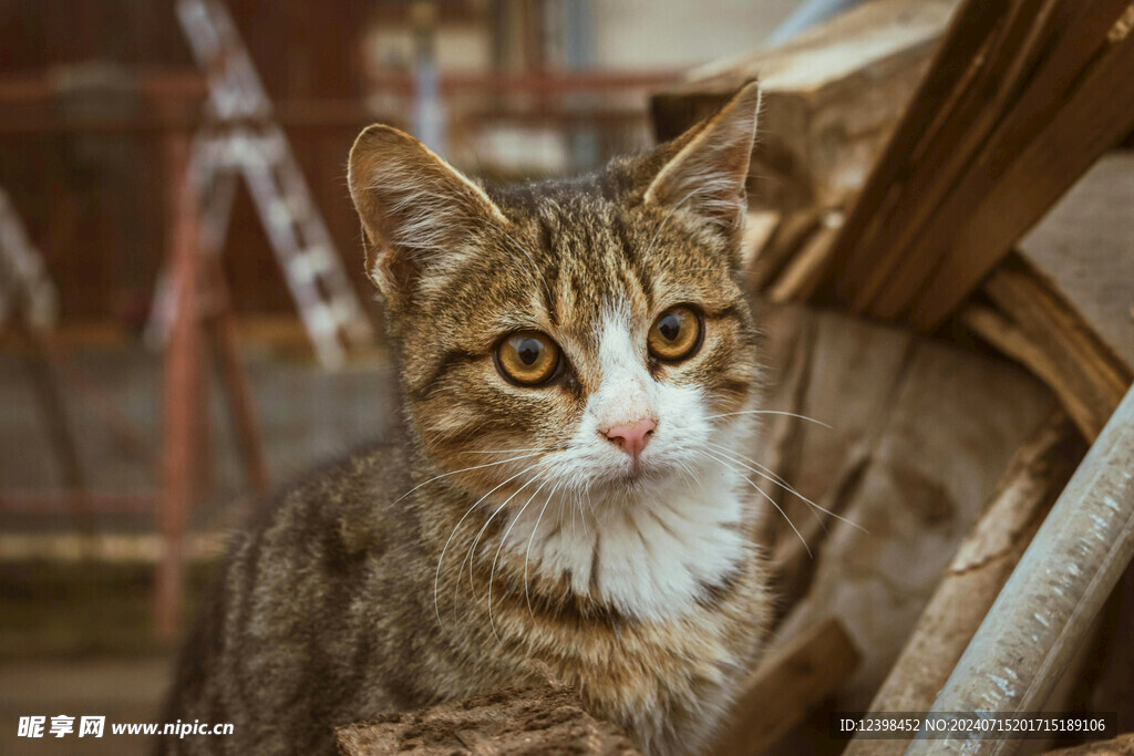 小猫