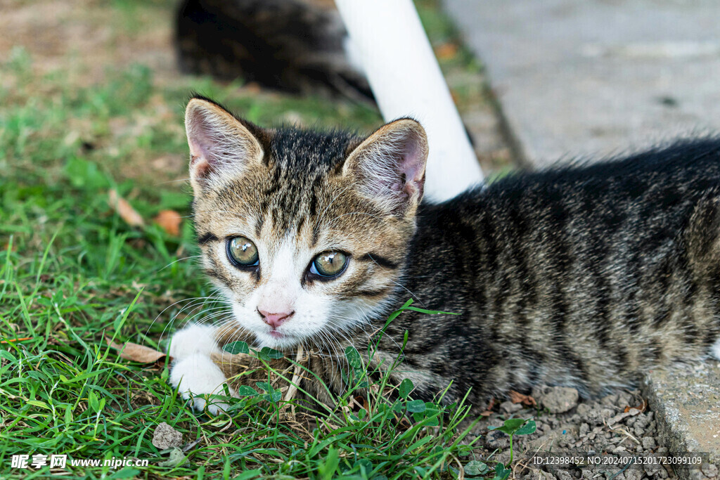 小猫
