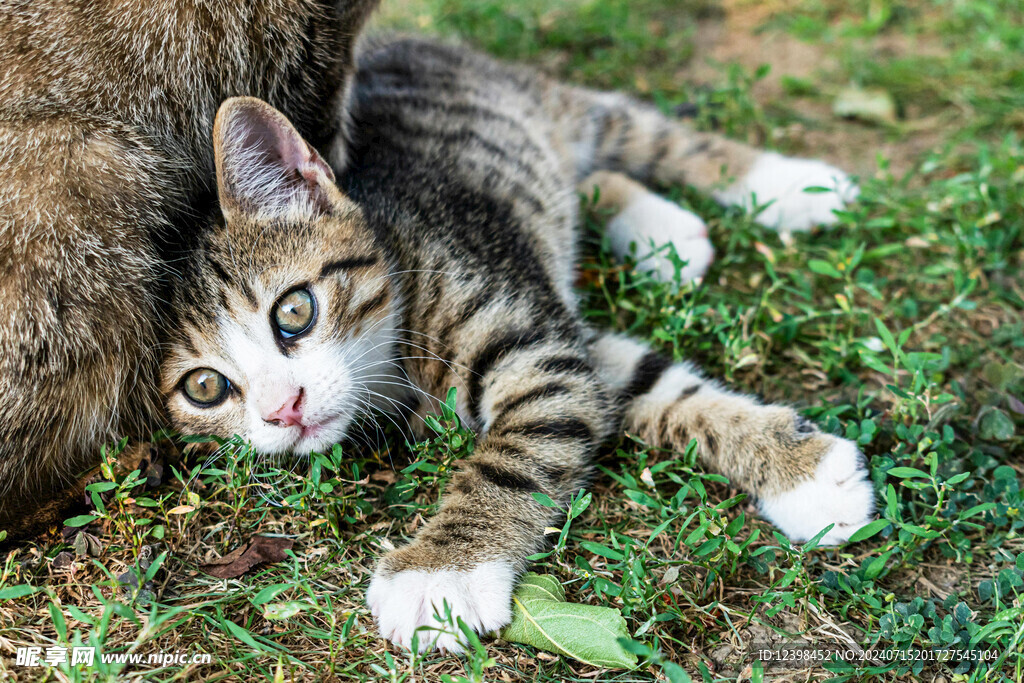 小猫