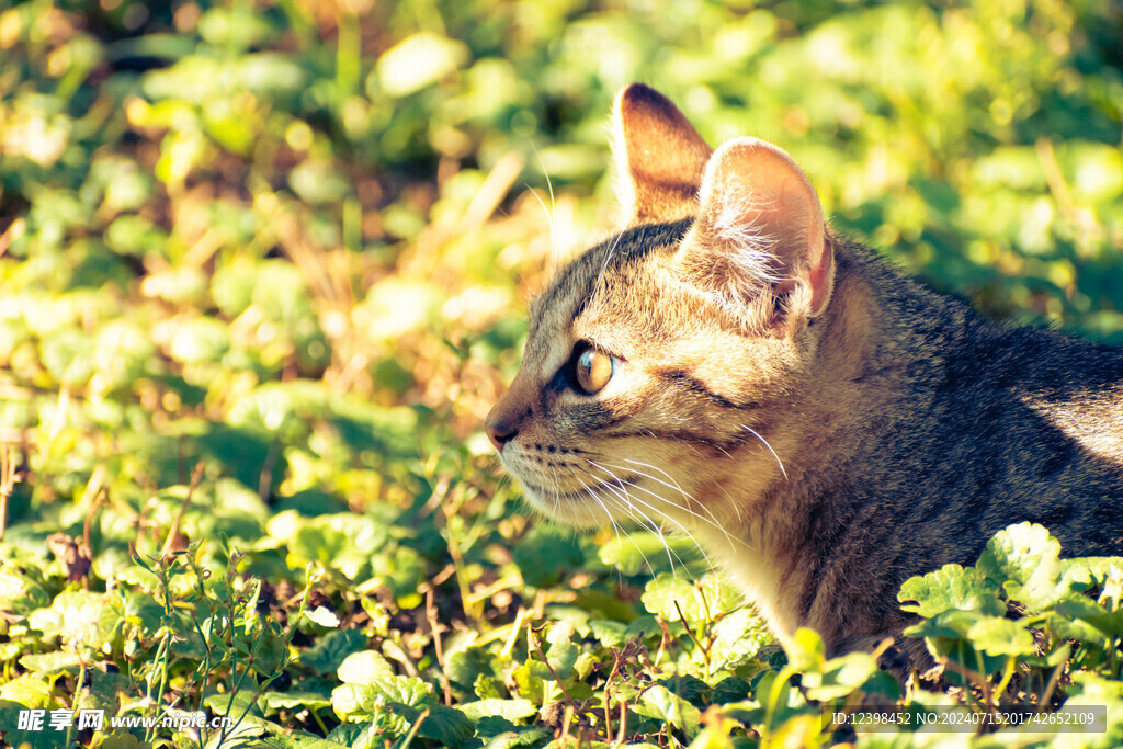 小猫
