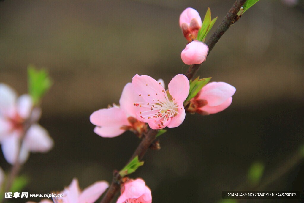 梅花