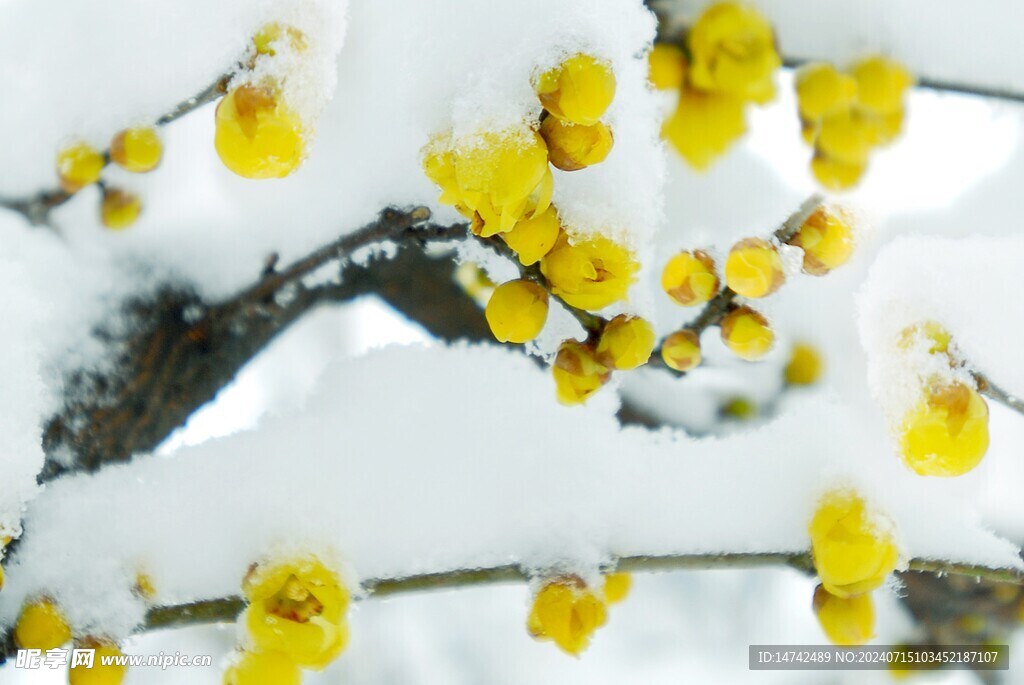 黄梅花