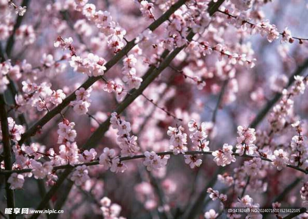 梅花