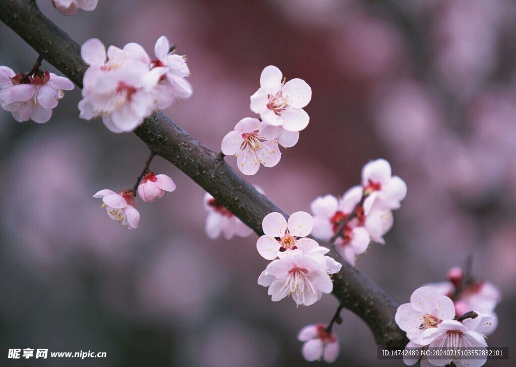 梅花
