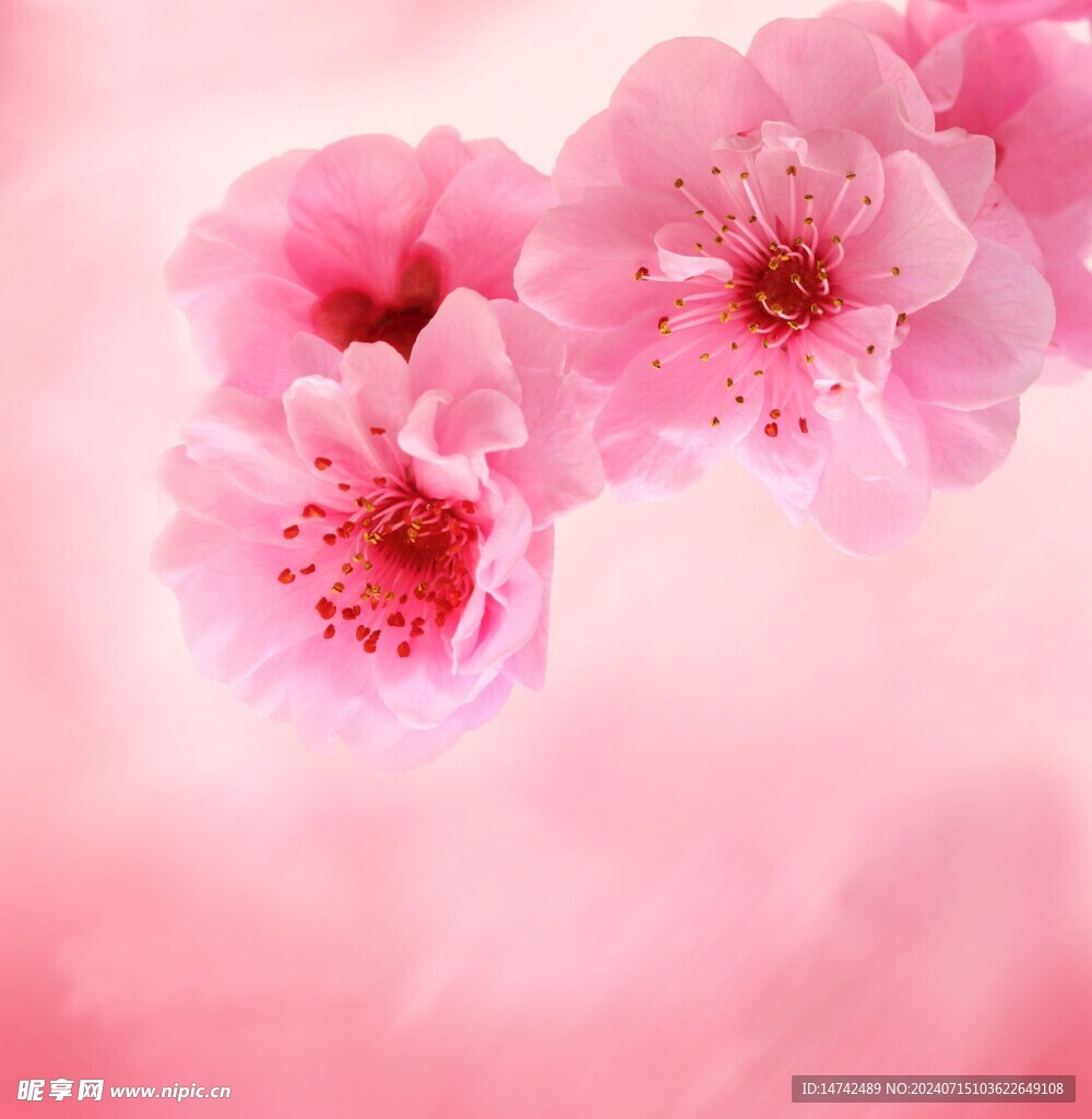 梅花素材