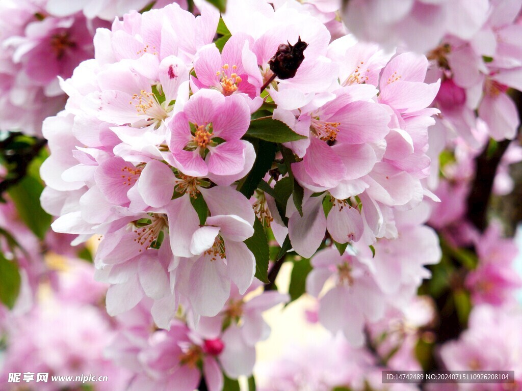 梅花