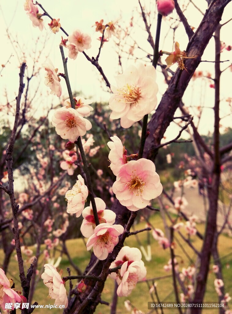 梅花