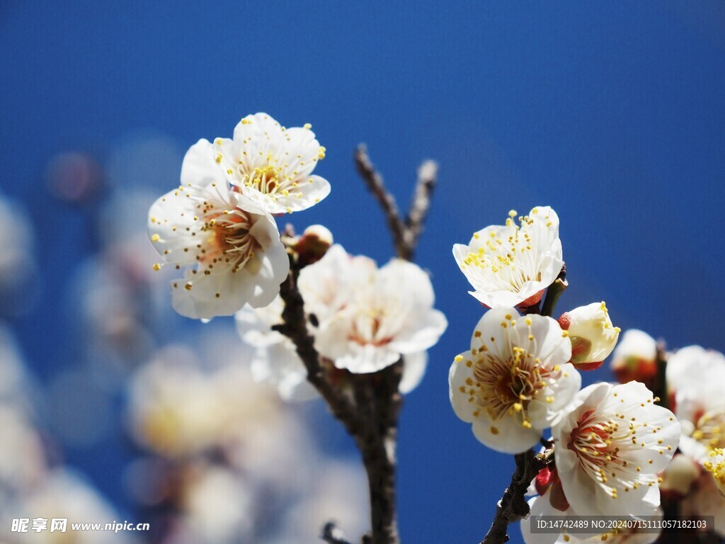 梅花