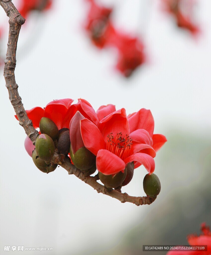 木棉花