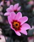 花园