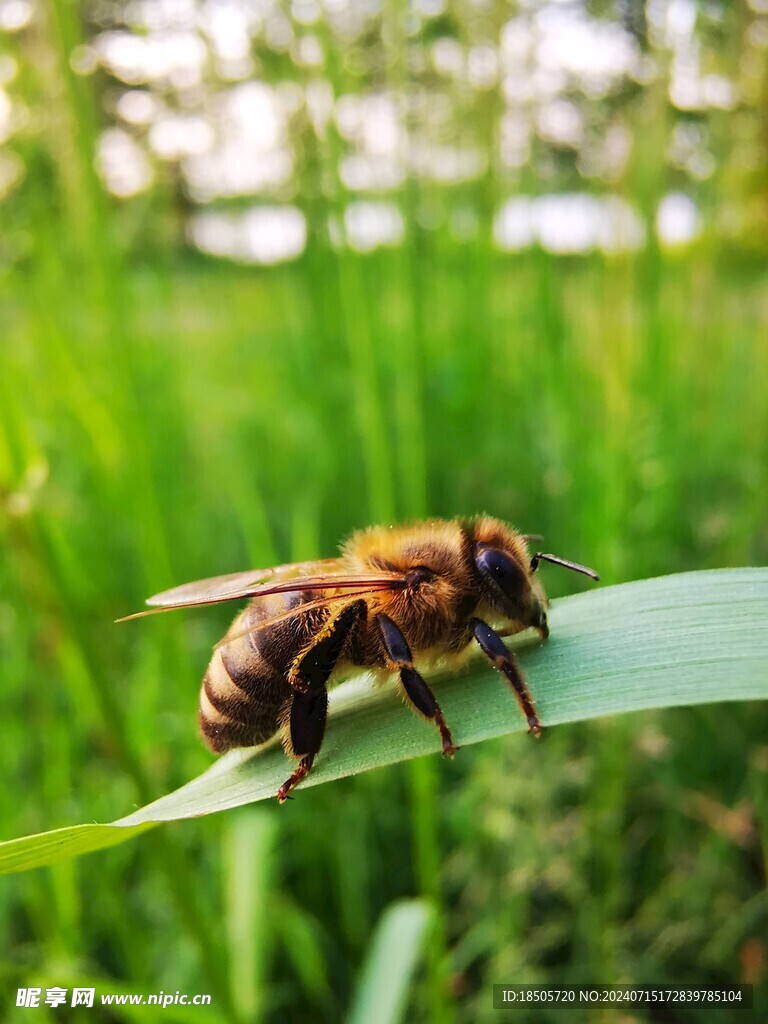 蜜蜂