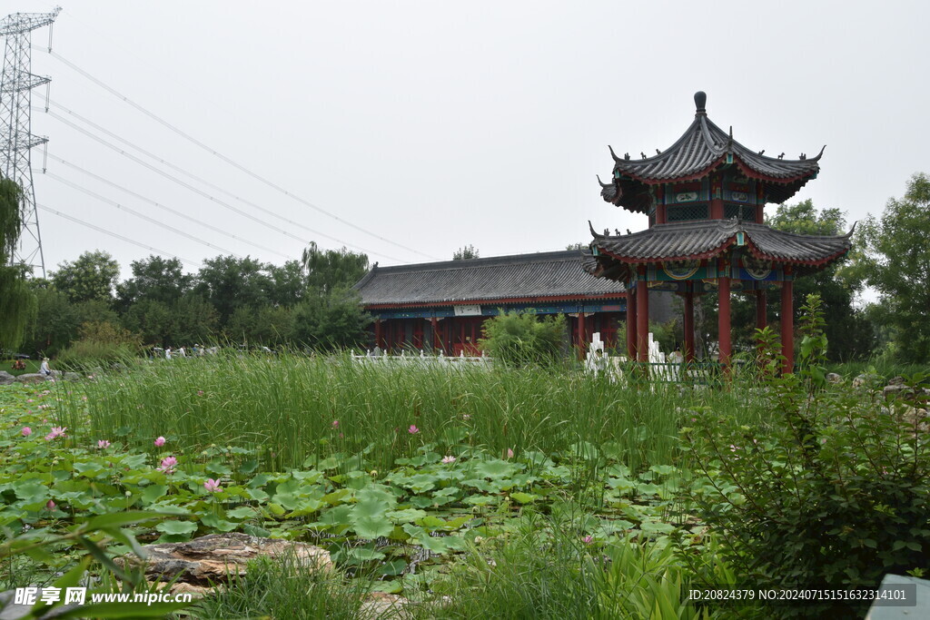荷花园