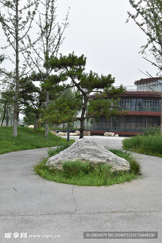 松树