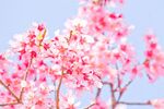 粉色桃花
