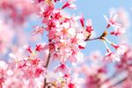 粉色桃花