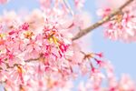 粉色桃花