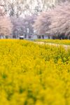 油菜花