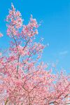粉色桃花