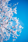 白色梅花树 