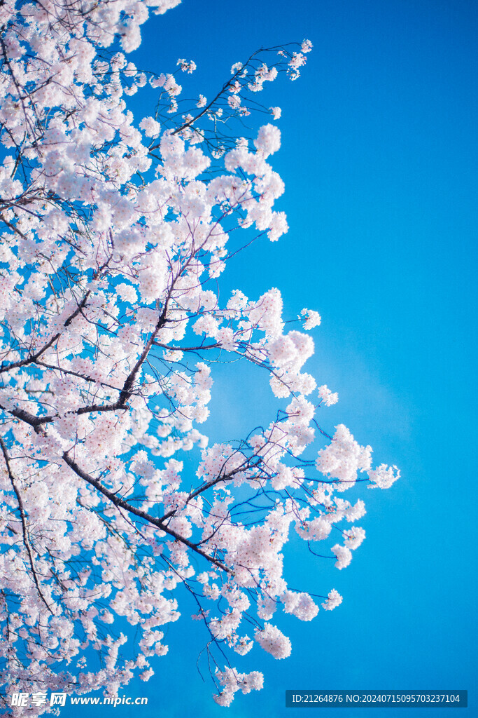 白色梅花树 