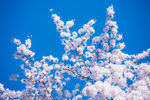 白色梅花树