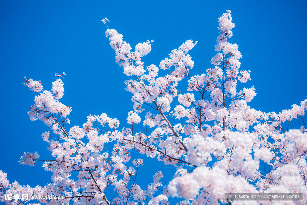 白色梅花树