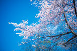白色梅花树