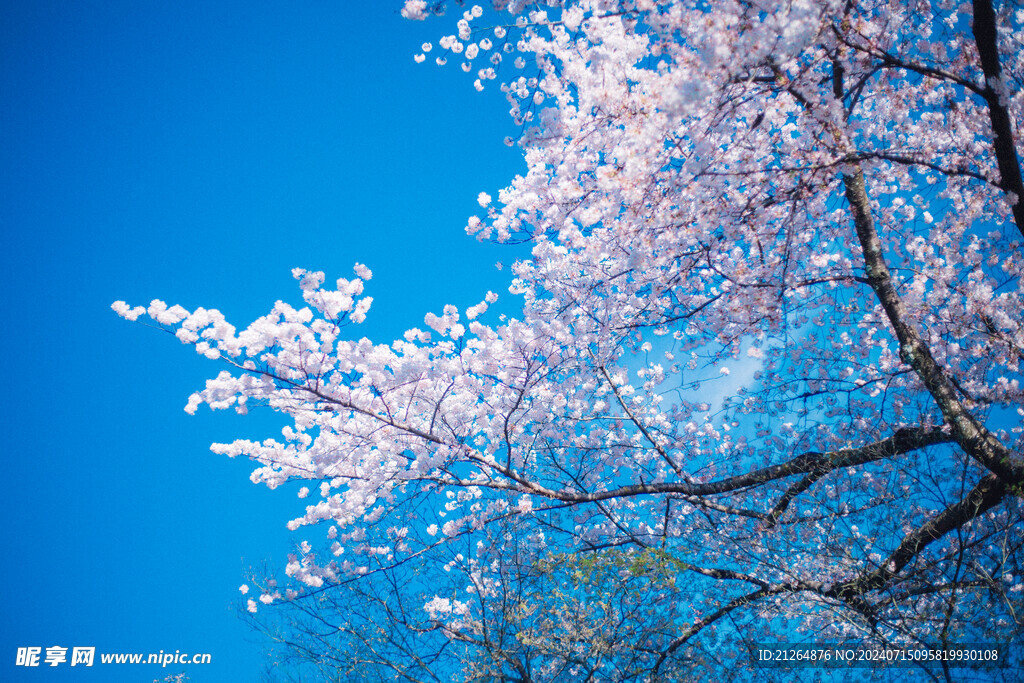 白色梅花树
