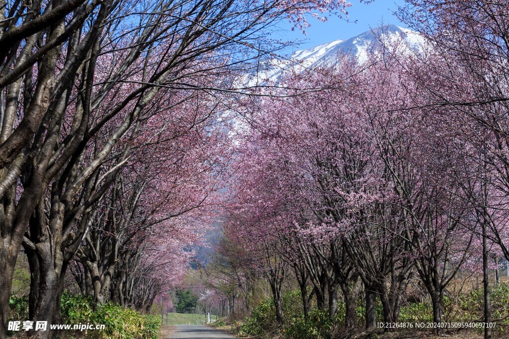 桃花
