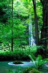 森林美景