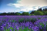 薰衣草