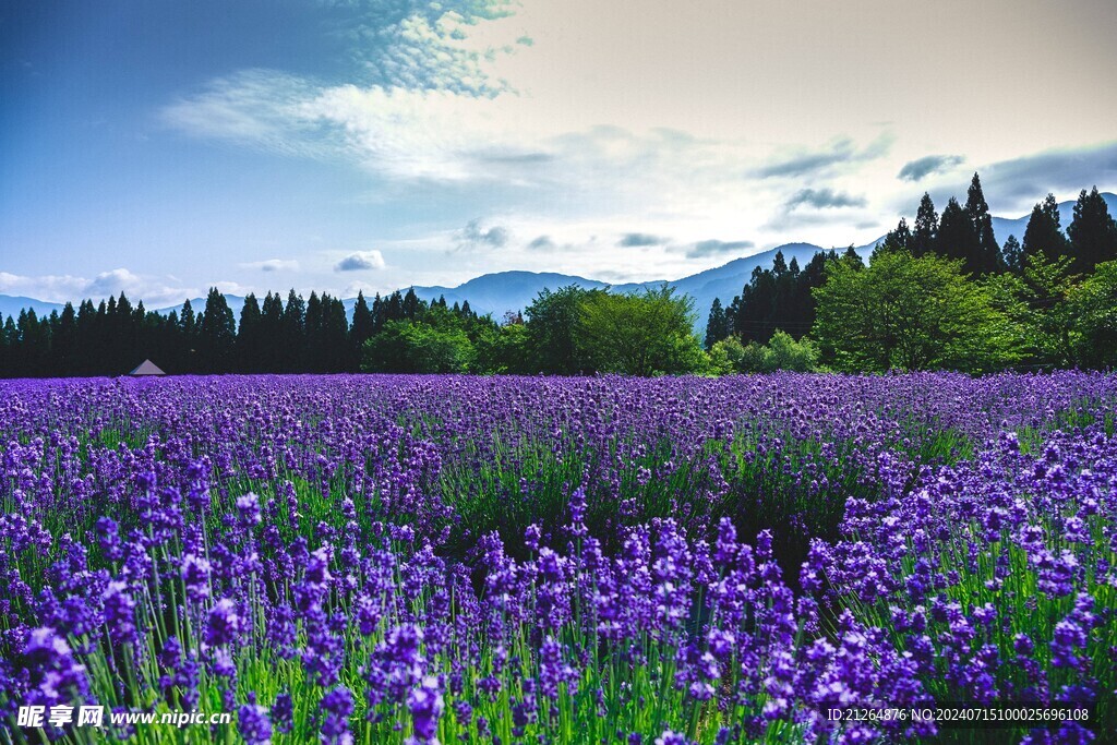 薰衣草