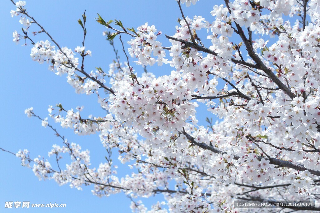 白色梅花树