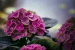 绣球花