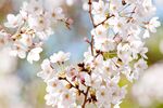 白色梅花