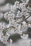 白色梅花树 