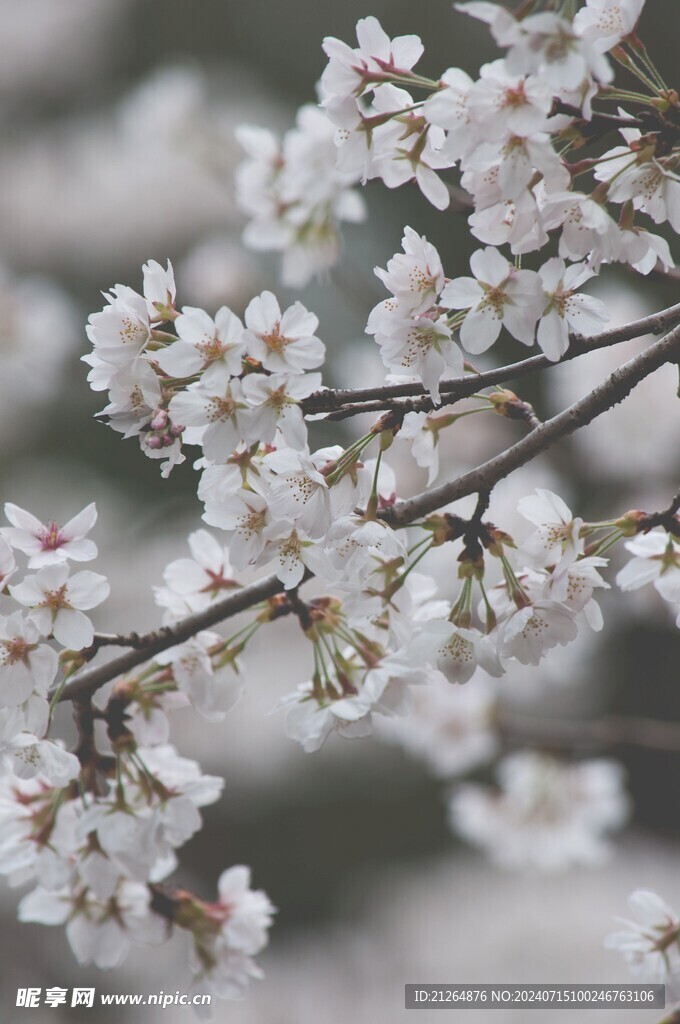 白色梅花树 