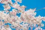 白色梅花
