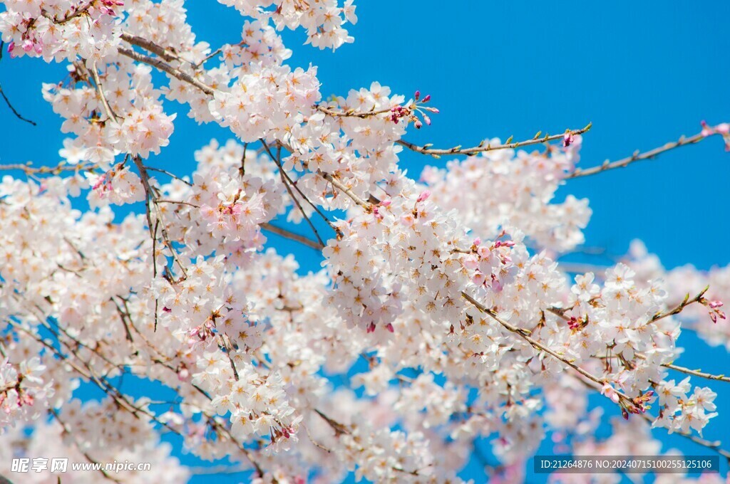 白色梅花