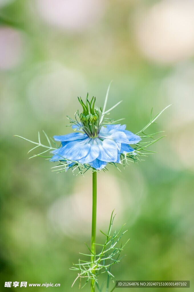 黑种草