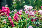 月季花 