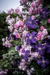 月季花
