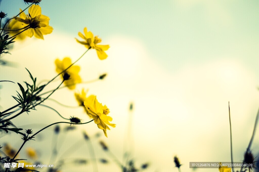秋英花