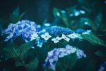 绣球花