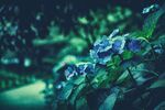 绣球花
