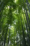 竹林