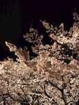 白色桃花