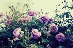月季花